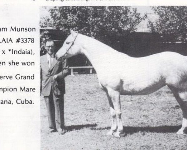 broodmare Flaia ox (Arabian purebred, 1945, from Raffles ox)