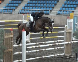 jumper Segovia Tame (Selle Français, 2006, from Helios de la Cour II)
