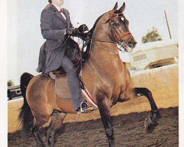 stallion The Chief Justice ox (Arabian purebred, 1976, from Bask ox)