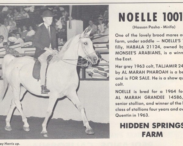 broodmare Noelle ox (Arabian purebred, 1955, from Hassan-Pasha ox)