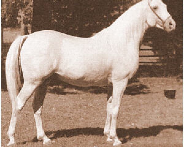 Deckhengst Hassan-Pasha ox (Vollblutaraber, 1947, von Indraff ox)