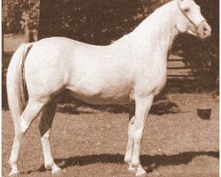 stallion Hassan-Pasha ox (Arabian purebred, 1947, from Indraff ox)