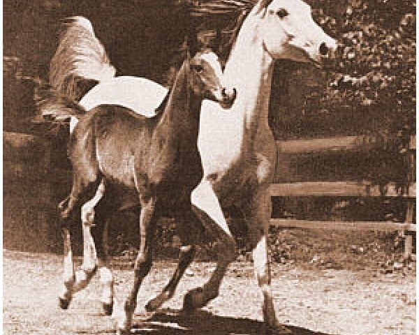 broodmare Marifa ox (Arabian purebred, 1946, from Abou ox)