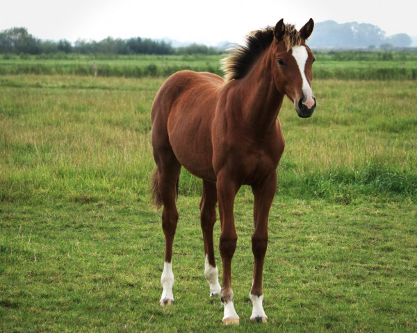 horse Valygra (Hanoverian, 2023, from Valensky)