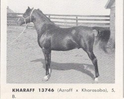 stallion Kharaff ox (Arabian purebred, 1958, from Azraff 1949 ox)