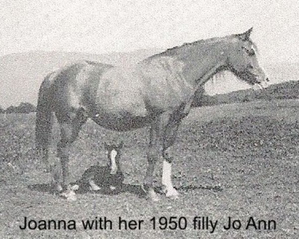 broodmare Joanna ox (Arabian purebred, 1943, from Rabiyas EAO)