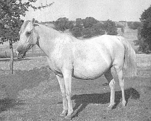 broodmare Mahbuba ox (Arabian purebred, 1929, from Raseyn 1923 ox)