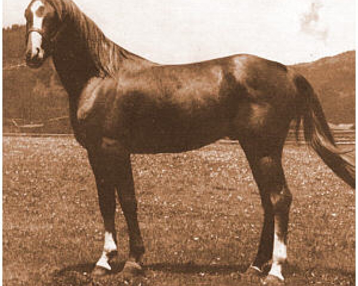 horse Gazyl ox (Arabian purebred, 1944, from Zarife EAO)