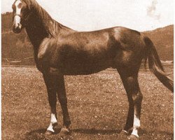 horse Gazyl ox (Arabian purebred, 1944, from Zarife EAO)