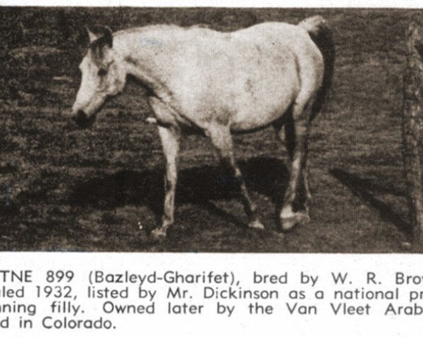 broodmare Gutne EAO (Arabian purebred, 1932, from Bazleyd EAO)