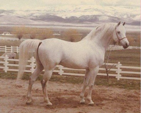 Deckhengst Imagin ox (Vollblutaraber, 1950, von Image 1933 ox)