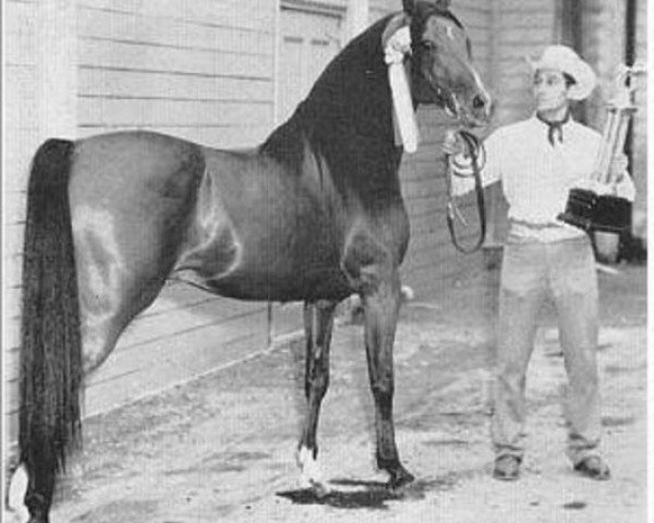stallion El Nattall ox (Arabian purebred, 1944, from Alla Amarward ox)
