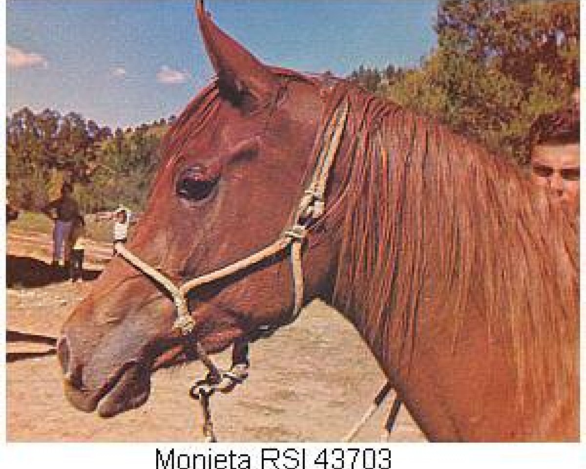broodmare Monieta RSI ox (Arabian purebred, 1967, from Rashad Ibn Nazeer EAO)