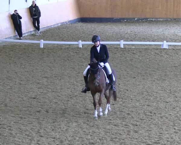 Reitturnier Datteln 2023