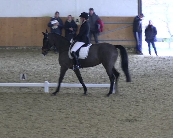 Reitturnier Datteln 2023