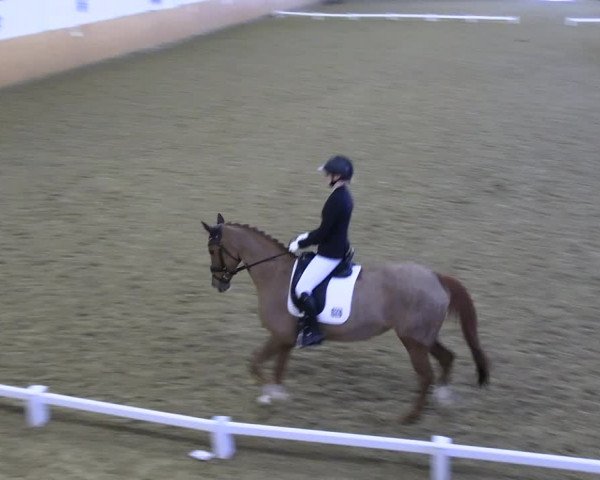 Reitturnier Datteln 2023