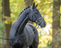 stallion Vuitton (Hanoverian, 2021, from Vivaldos)