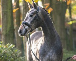 horse Hengst von Condoctro / Cola Zero (Mecklenburg, 2021, from Condoctro 3)