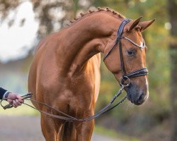 horse Dijk (Westphalian, 2021, from De Niro Gold 3)