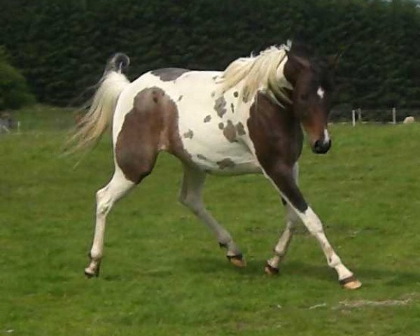 Zuchtstute GP Dandis Dream (Pintabian, 2004, von MD Alis Dandi) Zuchtstute GP Dandis Dream (Pintabian, 2004, von MD Alis Dandi)
