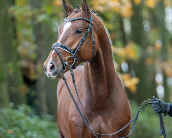 horse Hengst von Vingino / Diarado (Oldenburg show jumper, 2021, from Vingino)