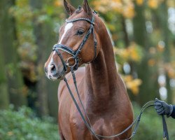 horse Hengst von Vingino / Diarado (Oldenburg show jumper, 2021, from Vingino)