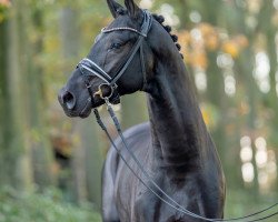 stallion Velvet Black (Westphalian, 2021, from Vitalis)