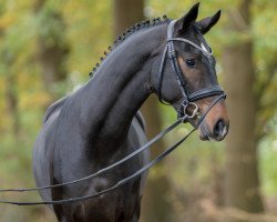 horse Hengst von Birmingham / Fürstenball (Hanoverian, 2021, from Birmingham)