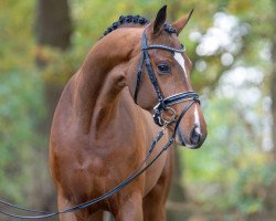 stallion Dafoe (Hanoverian, 2021, from Dimaggio Black)