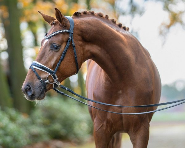 Pferd Vamo (Oldenburger, 2021, von Vitalis)