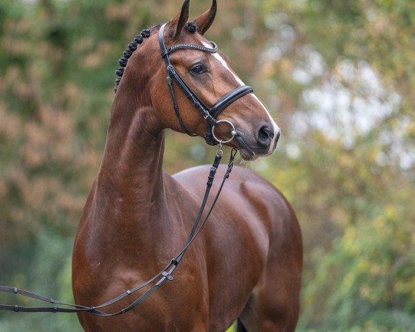 horse Badamo GD (Westphalian, 2021, from Baggio 17)