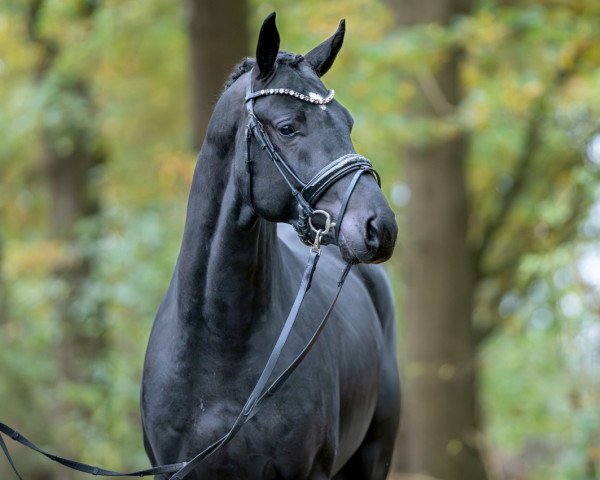 dressage horse Deolith (Oldenburg, 2021, from Dancier Gold FRH)