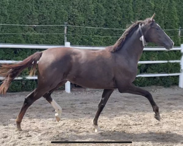 horse Secret MT (German Sport Horse, 2022, from Sezuan's Donnerhall)