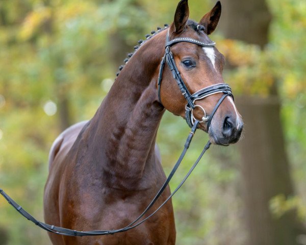 Pferd Hengst von Forlee / Lagranno (Deutsches Sportpferd, 2021, von Forlee)