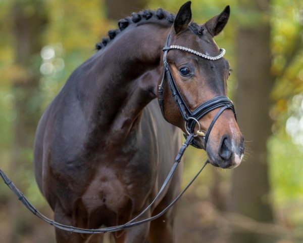 horse Rudolf (KWPN (Royal Dutch Sporthorse), 2021, from Sir Donnerhall I)