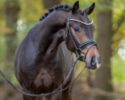 horse Rudolf (KWPN (Royal Dutch Sporthorse), 2021, from Sir Donnerhall I)