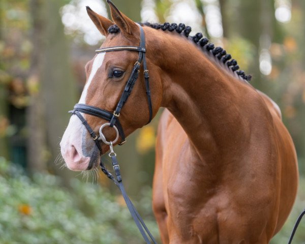 stallion Lord Larimar MW (German Sport Horse, 2021, from Light On OLD)