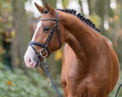 stallion Lord Larimar MW (German Sport Horse, 2021, from Light On OLD)