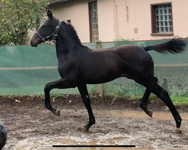 horse Fynch Hatton`s Seven MT (German Sport Horse, 2023, from Fynch Hatton)