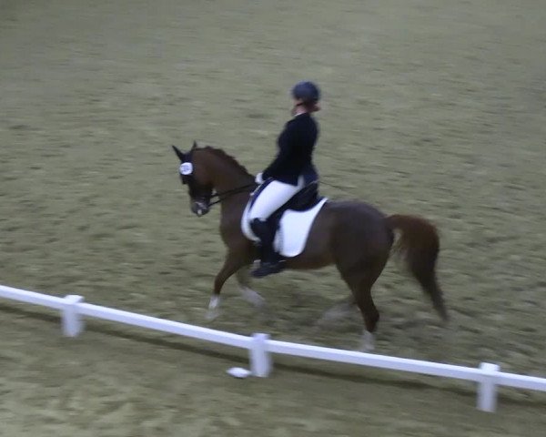 Reitturnier Datteln 2023