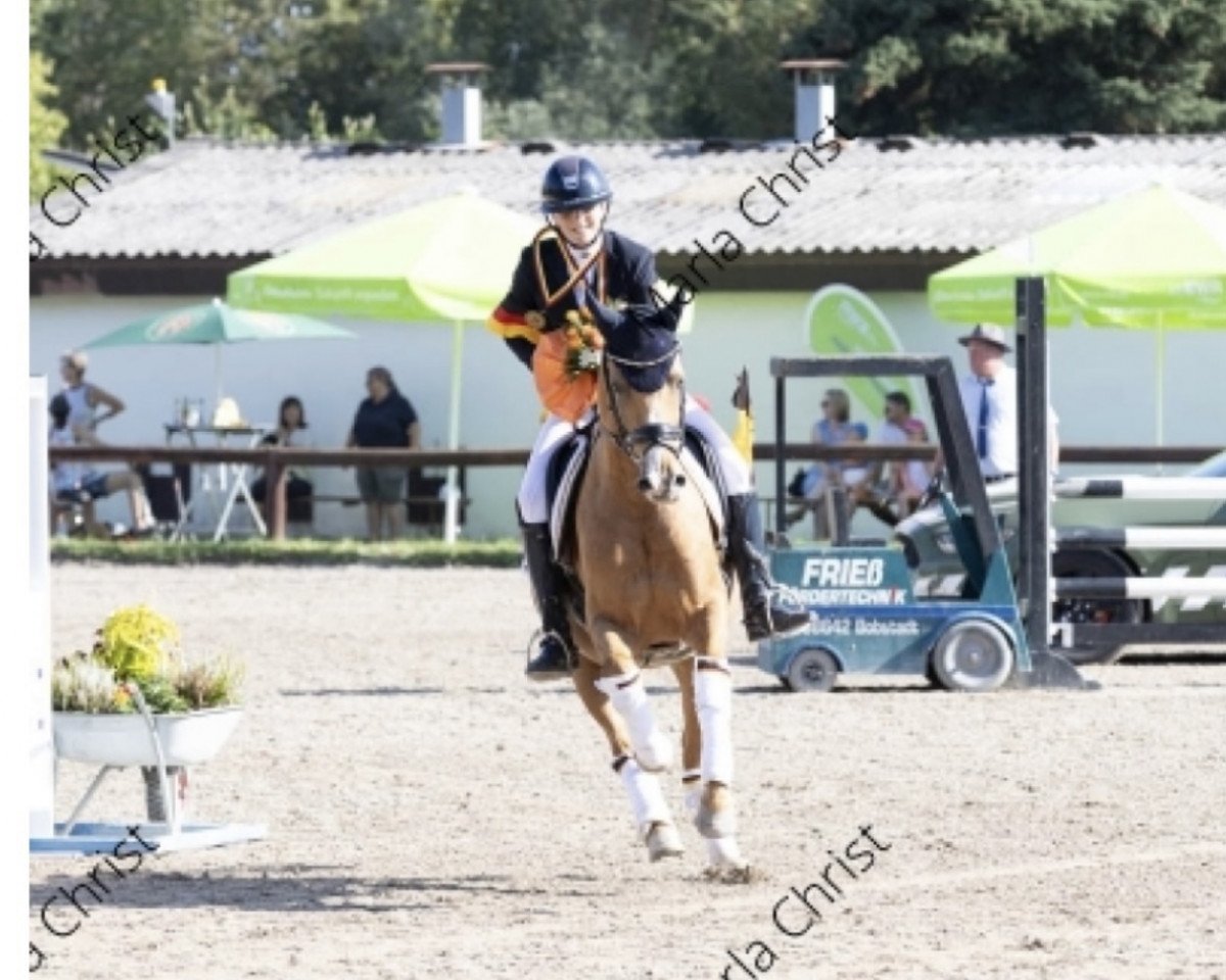 Deckhengst Steendiek's Commander (Deutsches Reitpony, 2014, von Steendieks Commender Bond)