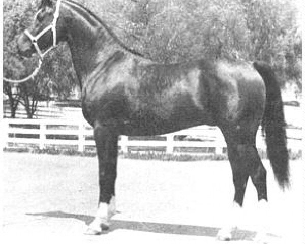 horse Farlowa ox (Arabian purebred, 1953, from Abu Farwa 1940 ox)