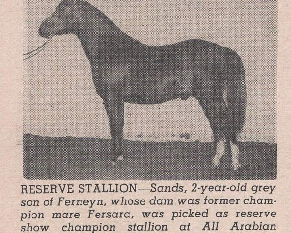 stallion Sands ox (Arabian purebred, 1955, from Ferneyn ox)