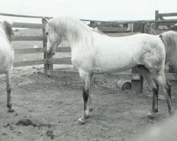 stallion Sureyn ox (Arabian purebred, 1940, from Raseyn 1923 ox)