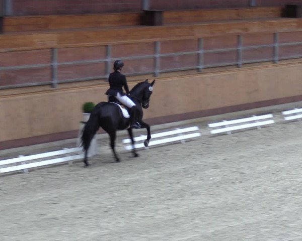 Reitturnier Hamburg-Friedrichshulde 2023