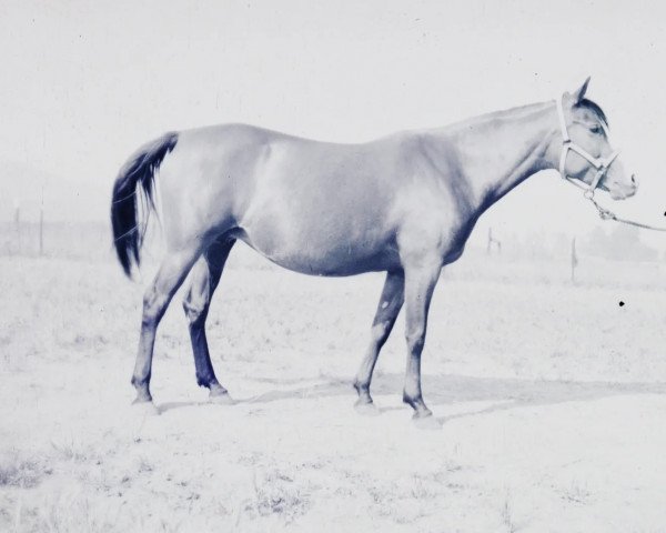broodmare Wierna ox (Arabian purebred, 1938, from Ofir 1933 ox)