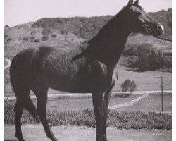 broodmare Ostroga ox (Arabian purebred, 1956, from Duch ox)