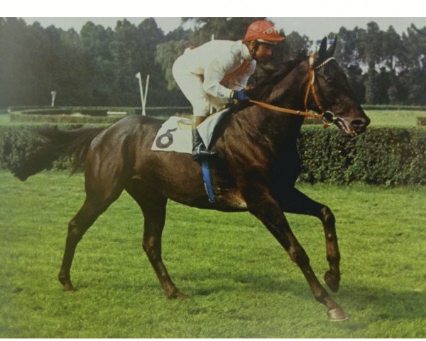 Deckhengst Tarim xx (Englisches Vollblut, 1969, von Tudor Melody xx)