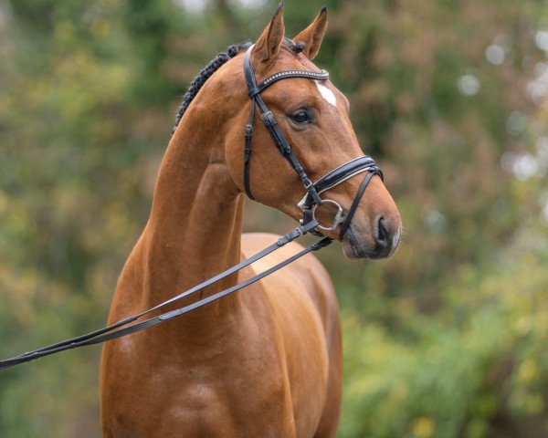 horse Hengst von Sandro Junior / Luxius (Oldenburg show jumper, 2021, from Sandro Junior)