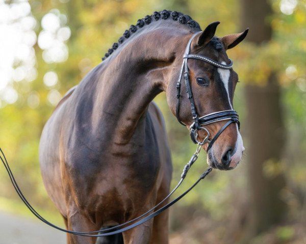 Dressurpferd Fritz 770 (Hannoveraner, 2021, von Fürst Belissaro)